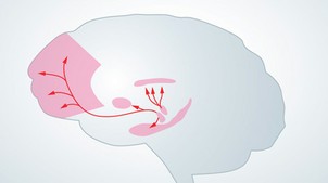 Das Belohnungssystem im Gehirn: Nucleus accumbens von dasGehirn.Info